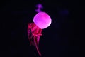 Close up view of glowing pink jellyfish jelly blubber Royalty Free Stock Photo