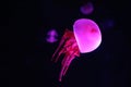 Close up view of glowing pink jellyfish jelly blubber Royalty Free Stock Photo