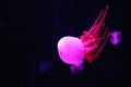 Close up view of glowing pink jellyfish jelly blubber Royalty Free Stock Photo