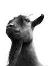 Black and white goat face Royalty Free Stock Photo
