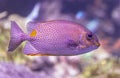 Close-up view of a Golden Rabbit Fish Royalty Free Stock Photo