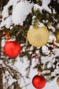 Close-up view of golden and red balls as decoration hanging on the branches of a Christmas tree and sparkling with snow Royalty Free Stock Photo