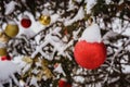 Close-up view of golden and red balls as decoration hanging on the branches of a Christmas tree and sparkling with snow Royalty Free Stock Photo