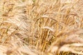 Close up view of golden wheatears on an agricultural field