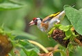 Close up and detailed view of a goldfinch sits on the sunflower head Royalty Free Stock Photo