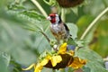 Close up view of a goldfinch sits on the sunflower head Royalty Free Stock Photo