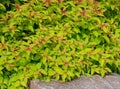 Close Up View of Goldflame Spirea Landscaping Shrub