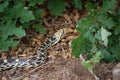 Close Up View of a Gopher Snake (Pituophis Catenifer)