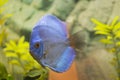 Close up view of gorgeous blue diamond discus aquarium fish.