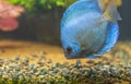 Close up view of gorgeous blue diamond discus aquarium fish isolated. Hobby concept. Royalty Free Stock Photo