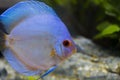 Close up view of gorgeous blue diamond diskus aquarium fish. Royalty Free Stock Photo