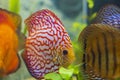 Close up view of gorgeous colorful aquarium fishes discus.