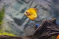 Close up view of gorgeous millenium gold discus aquarium fish.