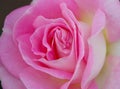 Close-up view of gorgeous pink rose blossom