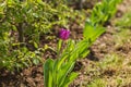 Close up view of gorgeous purple tulip flower . Royalty Free Stock Photo