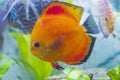 Close up view of gorgeous red melon discus aquarium fish.