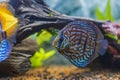 Close up view of gorgeous tiger turks discus aquarium fish.