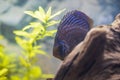 Close up view of gorgeous tiger Turks discus aquarium fish.