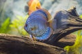 Close up view of gorgeous tiger Turks discus aquarium fish. Hobby concept.