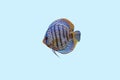 Close up view of gorgeous tiger turks discus aquarium fish isolated on blue background.