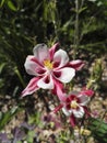 Close-up view of graceful Aquilegia vulgaris `Crimson Star` in May