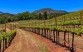 Close view of grape vines at a vineyard in the spring in Sonoma County, California, USA Royalty Free Stock Photo