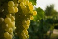 Close up of grapes in a cultivated vineyard in a hilly Zagorje region in Croatia, Europe, during a summer or autumn day