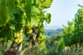 Close up of grapes in a cultivated vineyard in a hilly Zagorje region in Croatia, Europe, during a summer or autumn day