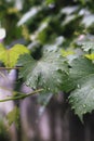 Close up view of grapevine leaves with water droplets on the leaves after rain with a blurry background of leaves and a wall Royalty Free Stock Photo