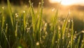 Delicate texture and vibrant green color of the grass, with light refracti Royalty Free Stock Photo
