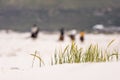 Close up view of grass blowing in the wind at Noordhoek Long Beach near Cape Town Royalty Free Stock Photo