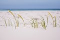 Close up view of grass blowing in the wind at Noordhoek Long Beach near Cape Town Royalty Free Stock Photo