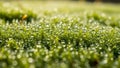 Up view of grass covered in dewdrops creating a shimmering effect Royalty Free Stock Photo