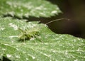 Macro view of a grasshoper sprinkled with pollen on a leaf of bush