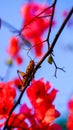 close up of grasshopper on red paper flower Royalty Free Stock Photo