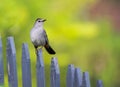Close-up view of a gray catbird perching on the wooden fence Royalty Free Stock Photo