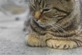 Close up view of a gray cute kitten. Pets and lifestyle concept. Cute fluffy cat on a blurred background Royalty Free Stock Photo