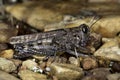 gray grasshopper