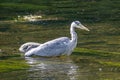 Close-up view of a gray heron resting in the water on a sunny day Royalty Free Stock Photo