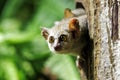 Close up view of a Gray mouse lemur