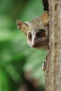 Close up view of a Gray mouse lemur Royalty Free Stock Photo