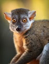 Close up view of a Gray mouse lemur Microcebus murinus