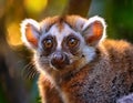 Close up view of a Gray mouse lemur Microcebus murinus