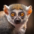 Close up view of a Gray mouse lemur Microcebus murinus