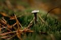 Close-up view of gray mushroom growing in green moss in autumn pine forest