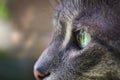 Close up view of gray tabby cat profile with green eyes. Macro photography. Close-up view of cat animal head. Focus on beautiful