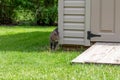 Close-up view of a gray tabby cat walking along a white garden shed Royalty Free Stock Photo