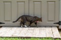 Close-up view of a gray tabby cat walking along a white garden shed Royalty Free Stock Photo