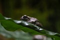 Gray treefrog on leaf Royalty Free Stock Photo
