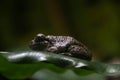 Gray treefrog on leaf Royalty Free Stock Photo
